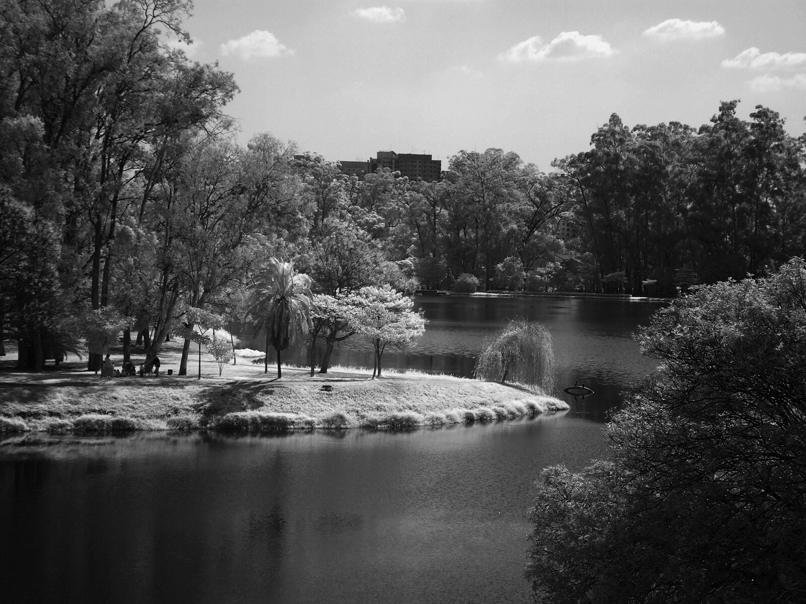 Parque Ibirapuera 的湖面与树木，黑白全景照片